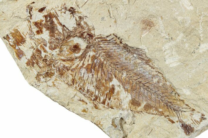 Cretaceous Fossil Fish (Armigatus) - Lebanon #238342